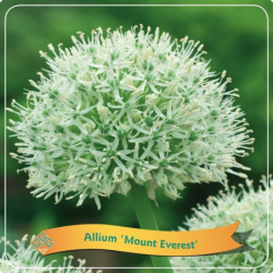 Česnakas - Allium WHITE GIANT