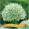 Allium WHITE GIANT
