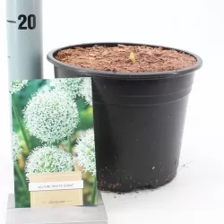 Allium WHITE GIANT
