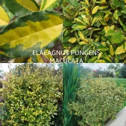Dygusis žilakrūmis - Elaeagnus pungens MACULATA