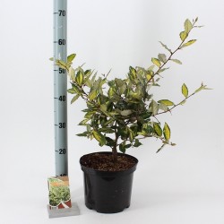 Autumn Olive - Elaeagnus pungens MACULATA