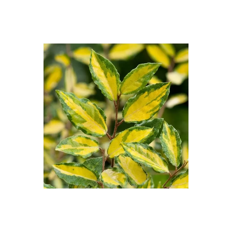 Dygusis žilakrūmis - Elaeagnus pungens MACULATA