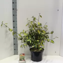 Dygusis žilakrūmis - Elaeagnus pungens MACULATA