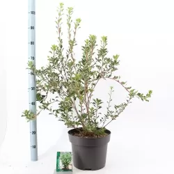 Enkianthus campanulatus