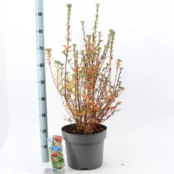 Enkianthus campanulatus