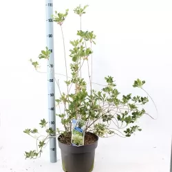 Enkianthus campanulatus
