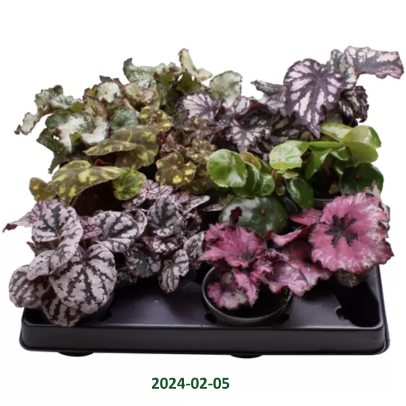 Lapinė begonija - Begonia REX MIX
