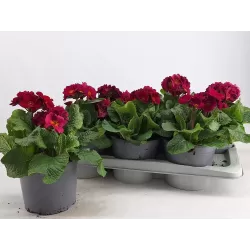 Aukštoji raktažolė - Primula elatior SIBEL LILA