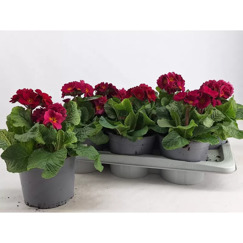 Primula elatior SIBEL LILA