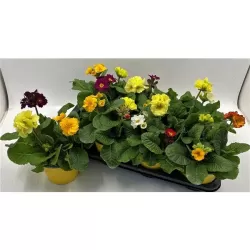 Aukštoji raktažolė - Primula elatior SIBEL SCHARLACH