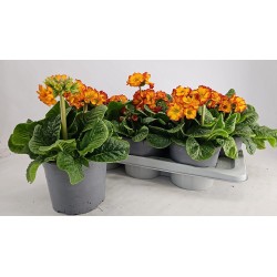 Primula elatior SIBEL SCHARLACH