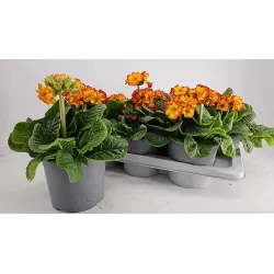 Primula elatior SIBEL SCHARLACH