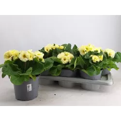 Primula elatior SIBEL LIME