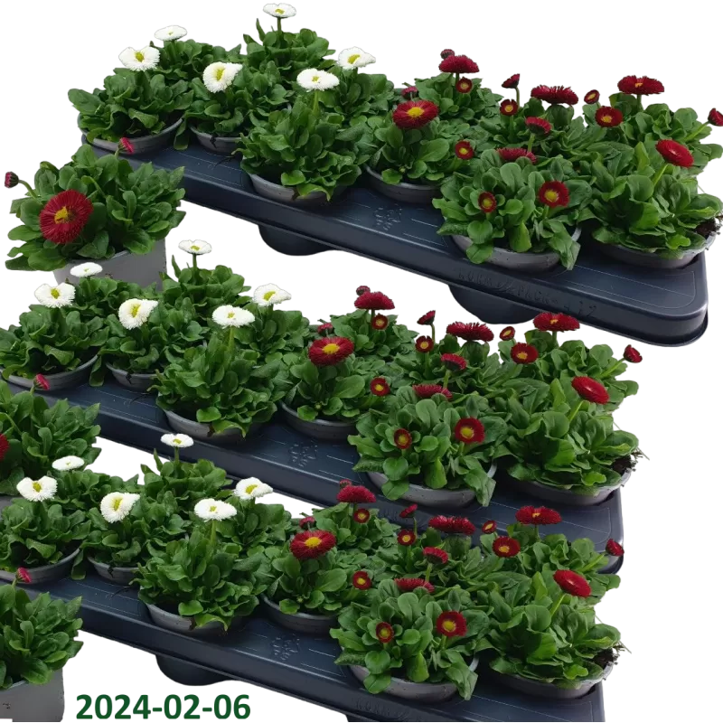 Daugiametė saulutė - Bellis perennis RUSHER MIX