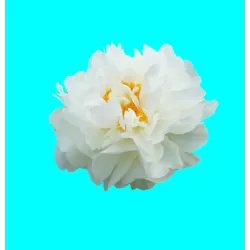 Bijūnas - Paeonia ALICE HARDING