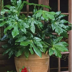 Japoninė fatsija - Fatsia japonica
