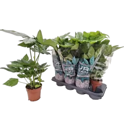 Japoninė fatsija - Fatsia japonica