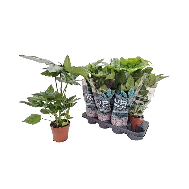 Japoninė fatsija - Fatsia japonica