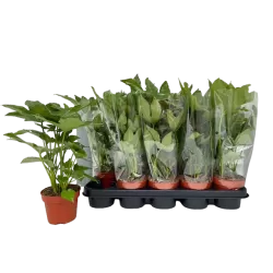 Japoninė fatsija - Fatsia japonica