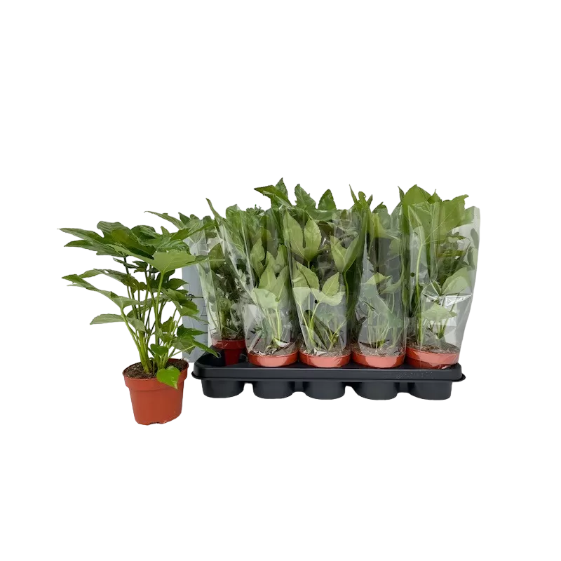 Japoninė fatsija - Fatsia japonica