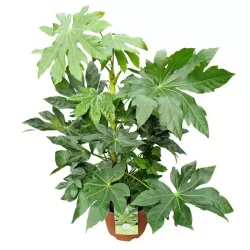 Japoninė fatsija - Fatsia japonica
