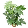 Japoninė fatsija - Fatsia japonica