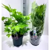 Japoninė fatsija - Fatsia japonica