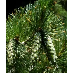 Balkaninė pušis - PINUS PEUCE