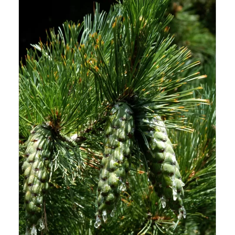Balkaninė pušis - PINUS PEUCE
