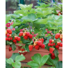 Strawberry - Fragaria ananassa RUBY ANN