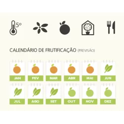 Citrus margarita Nagami on-stem Kumquat