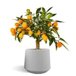 Citrus margarita Nagami on-stem Kumquat