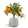 Citrus margarita Nagami on-stem Kumquat