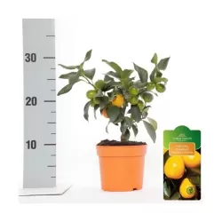 Kinkanas - Citrus kumquat poliandra ONIKA