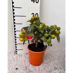 Kinkanas - Citrus kumquat poliandra ONIKA