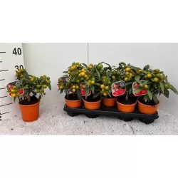 Kinkanas - Citrus kumquat poliandra ONIKA