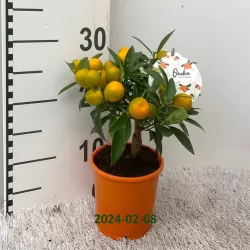 Kinkanas - Citrus kumquat poliandra ONIKA