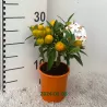 Citrus margarita Nagami on-stem Kumquat