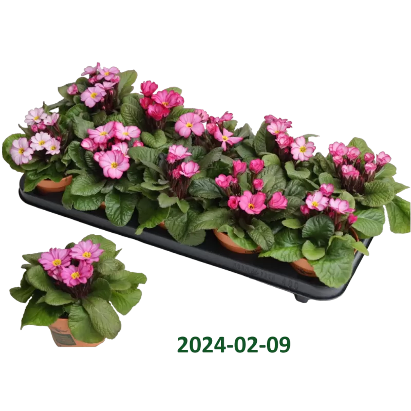 Primula acaulis WANDA (Look&taste edible flowers)