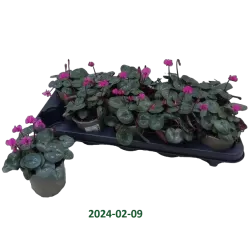 Cyclamen coum
