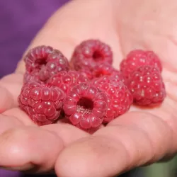 Užsisakyk augalus pavasariui jau dabar