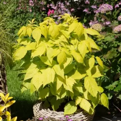 Užsisakyk augalus pavasariui jau dabar