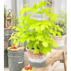 Užsisakyk augalus pavasariui jau dabar