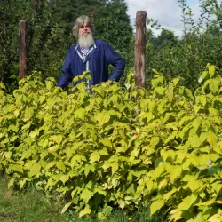 Aviečių sodinukai vazonuose internetu su pristatymu į namus visoje Lietuvoje