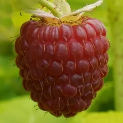 Užsisakyk augalus pavasariui jau dabar