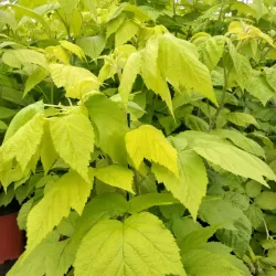 Užsisakyk augalus pavasariui jau dabar