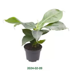 Kininis bananmedis - Musa acuminata CHEEKA