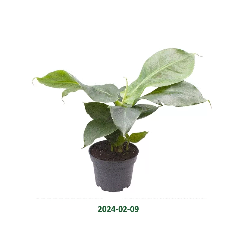 Kininis bananmedis - Musa acuminata CHEEKA