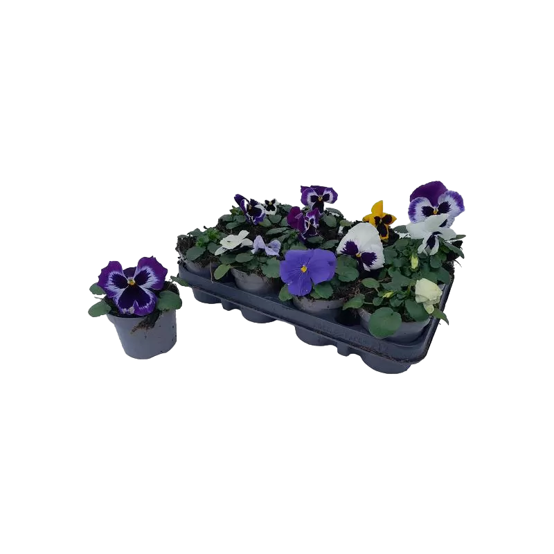 SAVAITGALIO PASIŪLYMAS: Stambiažiedė našlaitė