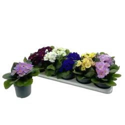 Tikroji raktažolė - Primula veris elatior MIX